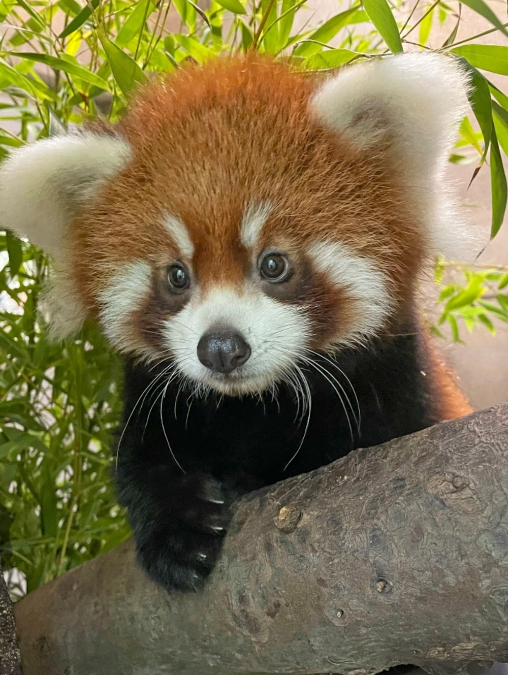 Red Panda Large Custom Fridge Magnet Home Kitchen Decor